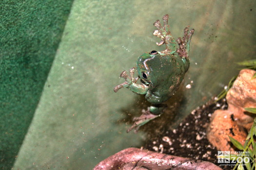 White's Tree Frog 4