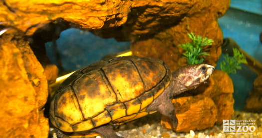 Striped Mud Turtle side view