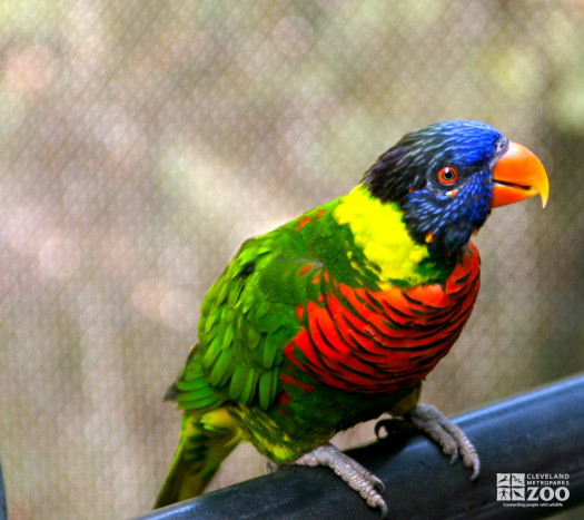 Green-Naped Lorikeet 2