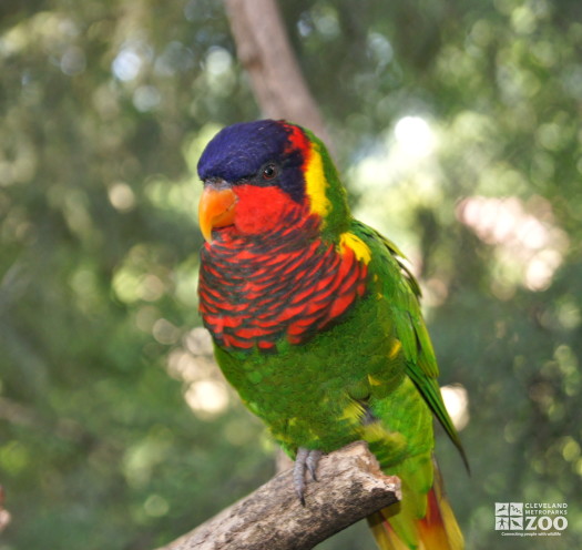 Ornate Lorikeet 1