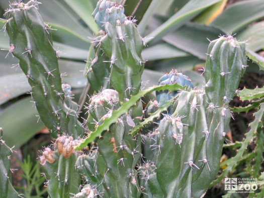 Cereus peruvianus 'Monstrosa'1