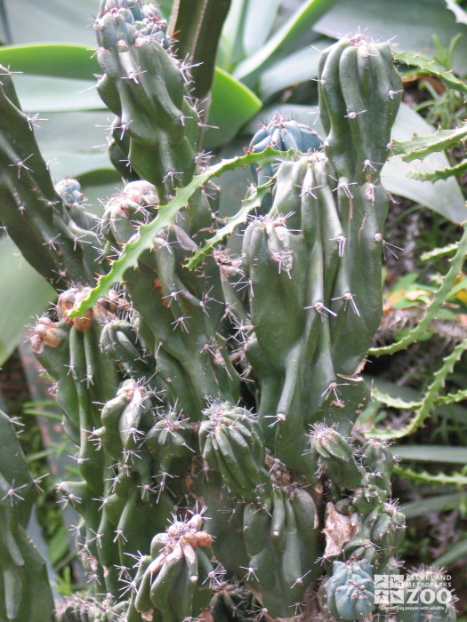 Cereus peruvianus 'Monstrosa'2