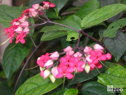 Clerodendron speciosa