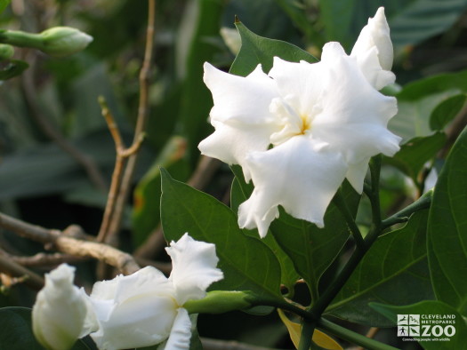 Gardenia sp.104