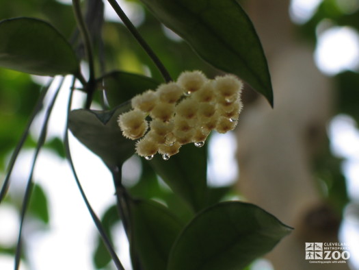 Hoya liniaris