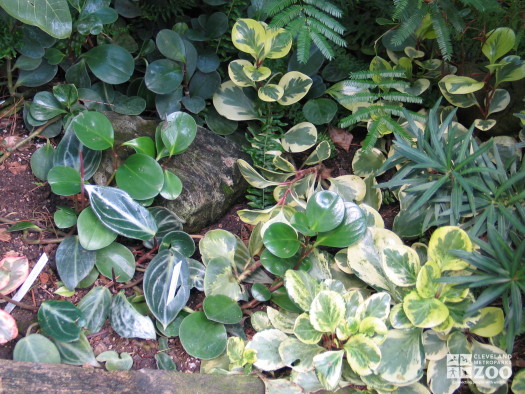 Peperomia (close)