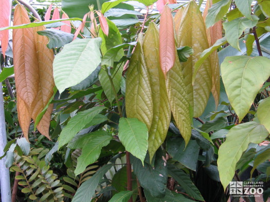 Theobroma Cacao