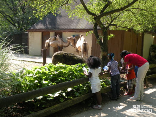 Kindergarten Students Observe Camels