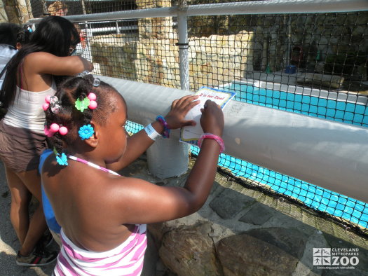 Kindergarten Students Observe Sea Lions