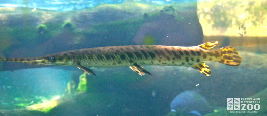 Alligator Gar 4