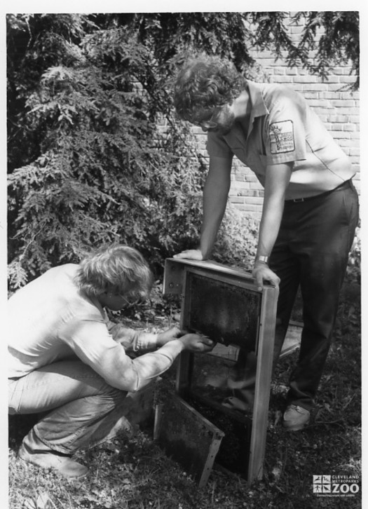 1984 - Bee Exhibit Installation