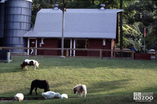 1980 - Children Farm Barn