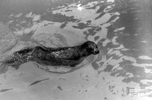 1982 - Seal, Harbor