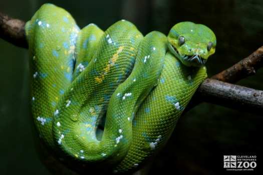 Green Tree Python 4