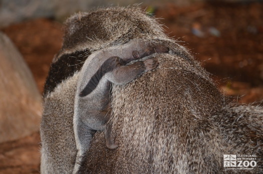 Baby Giant Anteater