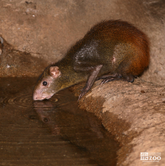 Agouti Drinking