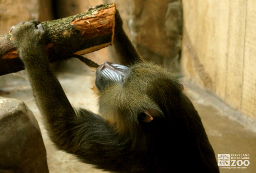 Mandrill Ripping Bark