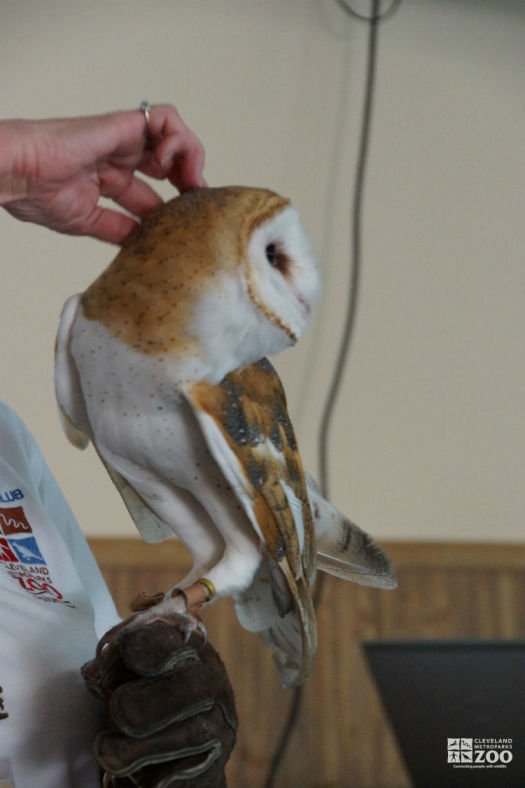 Barn Owl at Family Discoveries