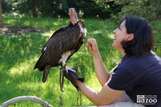 Family Discoveries - Vulture