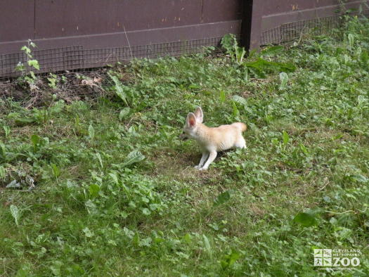 Fennec Fox From a Distance