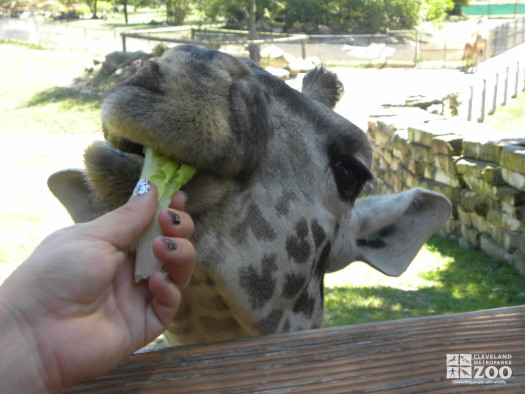 Feeding the Giraffes Up Close