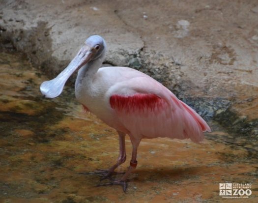 Roseate Spoonbill 3