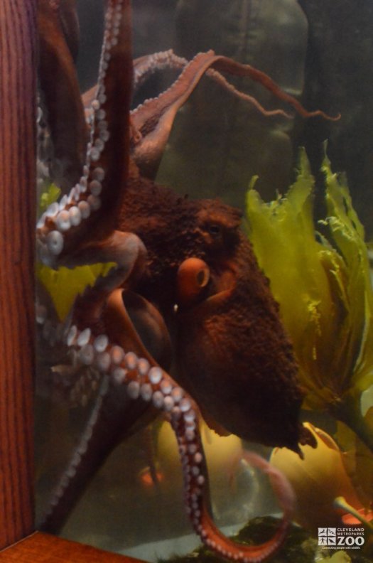 Giant Octopus 3