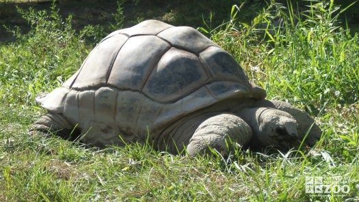 Aldabra Tortoise in the Grass