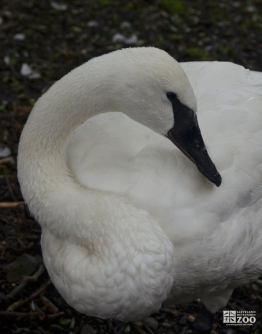 Trumpeter Swan Up Close