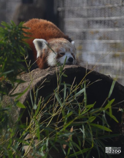 Red Panda Sleeping