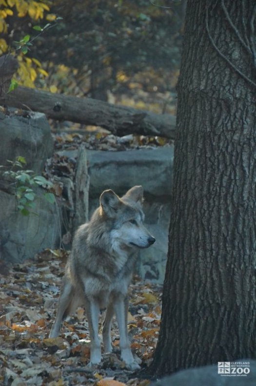 Mexican Gray Wolf Standing