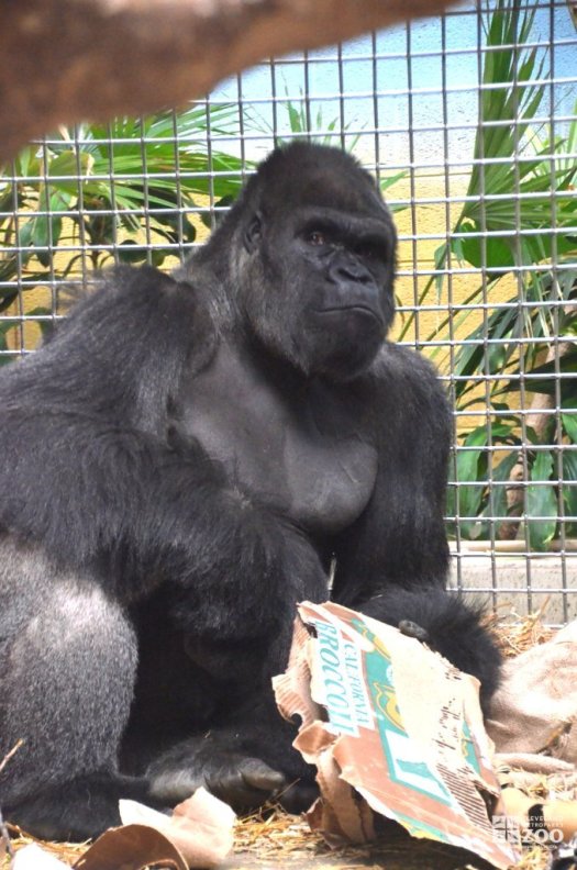 Western Lowland Gorilla with Cardboard 2