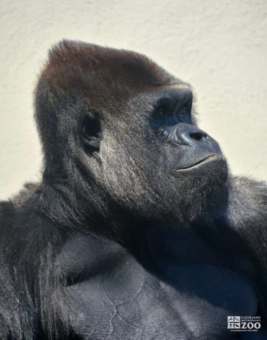 Western Lowland Gorilla Profile