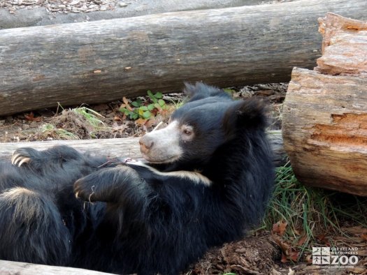 Sloth Bear Lying on Back