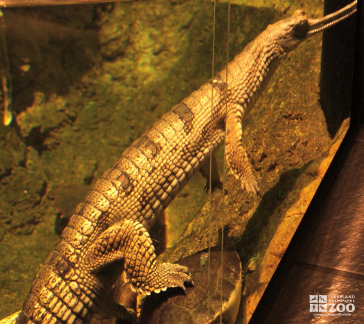 Gharial