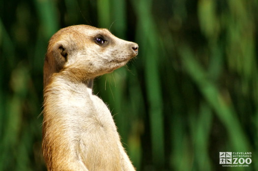 Meerkat Portrait 3