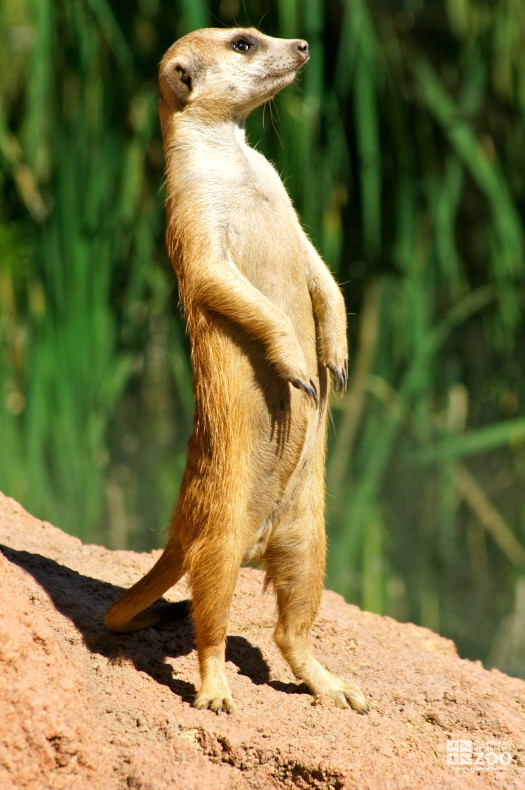 Meerkat Portrait 4