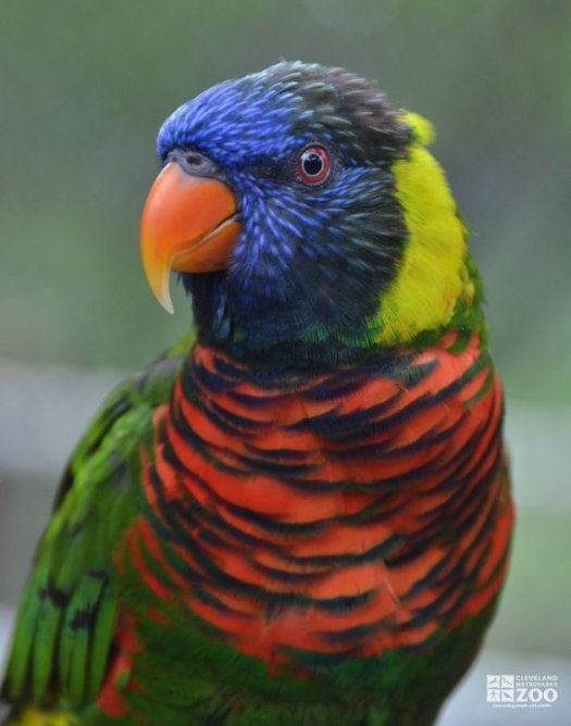 Rainbow Lorikeet