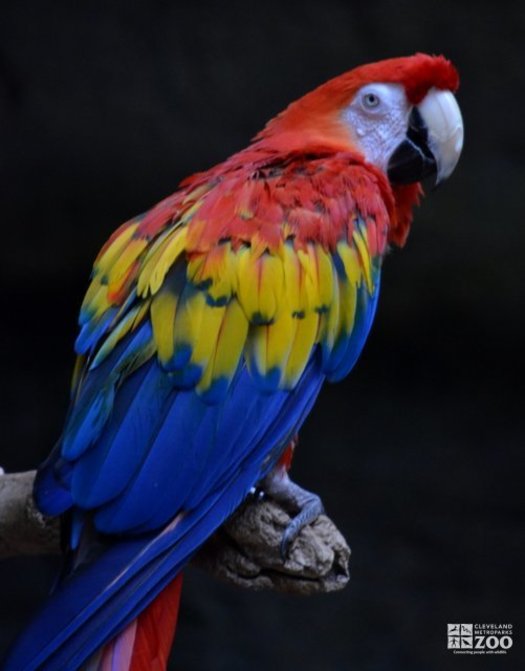 Scarlet Macaw 1