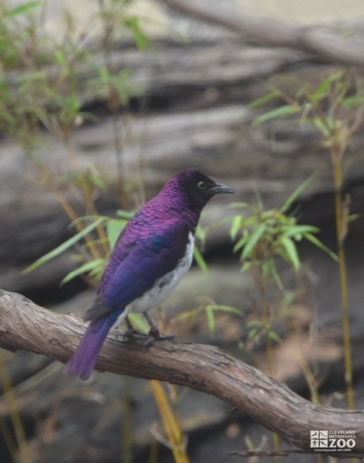 Violet-Backed Starling Sitting on a Branch