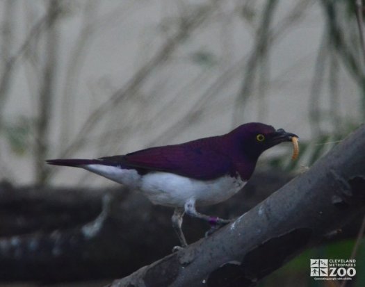 Violet-backed Starling with a Worm