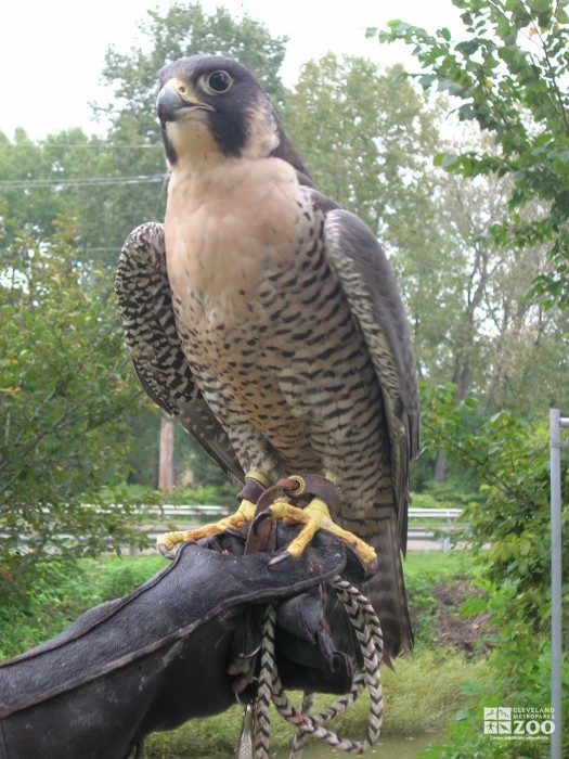 Peregrine Falcon Get Close