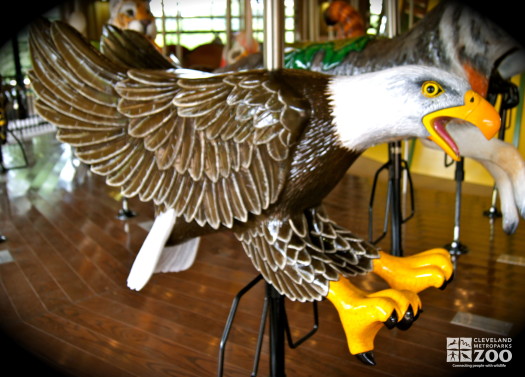 Bald Eagle - Carousel