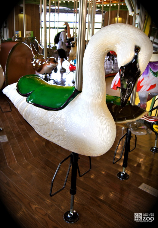 Trumpeter Swan - carousel