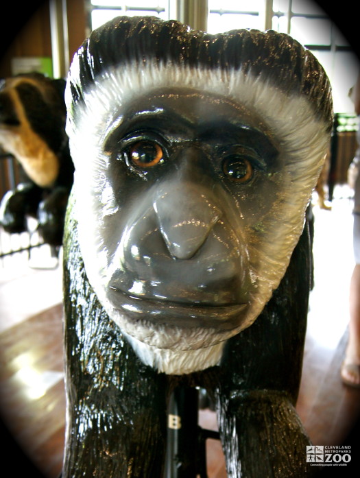 Black and White Colobus - Carousel