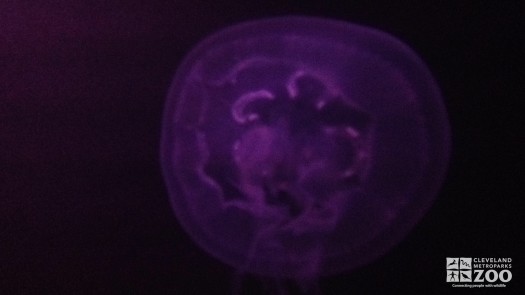 Moon Jellyfish 3