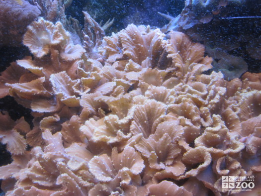 Cabbage Leather Coral