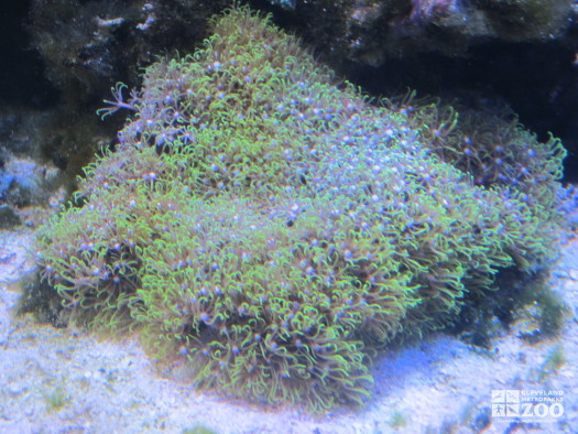 Green Star Polyps