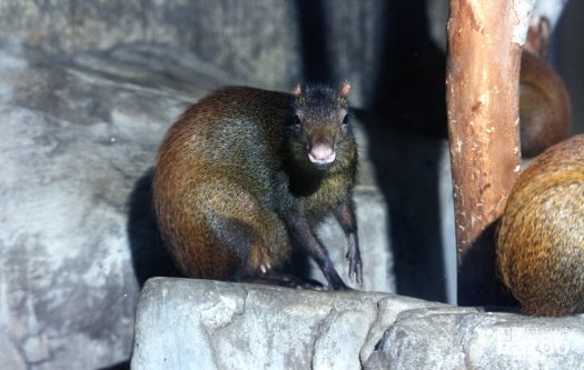 Agouti Facing Camera