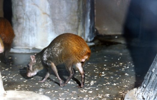 Agouti Side View